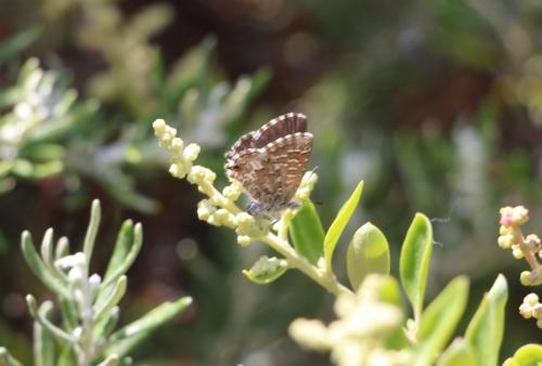 Réf. 160 128 : Theclinestes serpentata