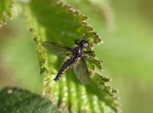 Bibio sp.