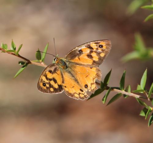 Heteronympha penelope