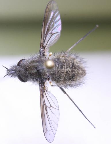 Réf. 160 608 : Conophorus griseus