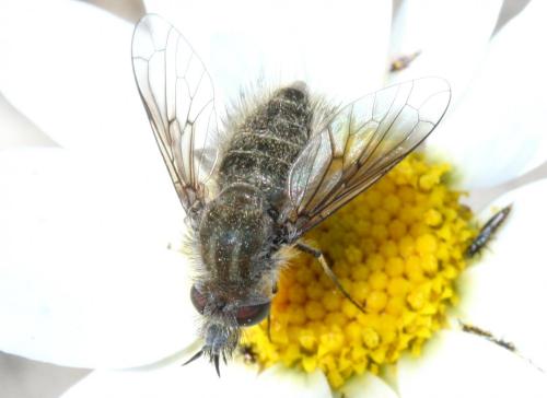 Réf. 160 609 : Conophorus griseus