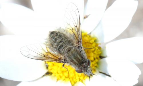 Réf. 160 610 : Conophorus griseus