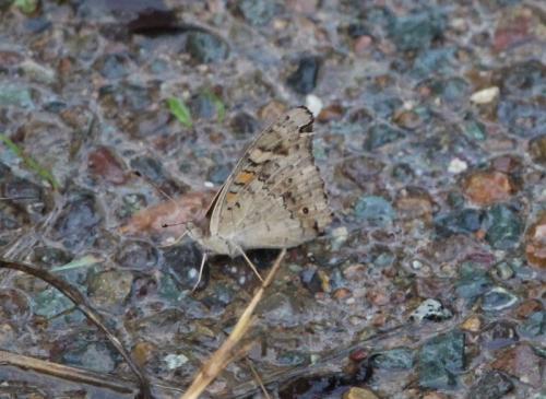 Junonia villida