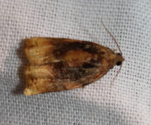 Réf. 160 990 : Archips podana