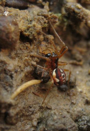 Pachygnatha listeri