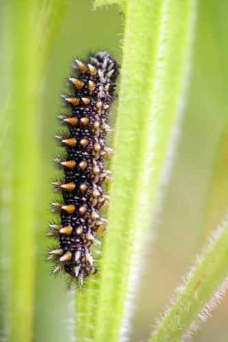 Réf. 160 074 : Melitaea parthenoides