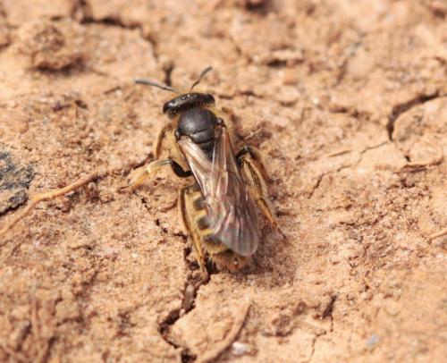 Réf. 160 648 : Lasioglossum sp.