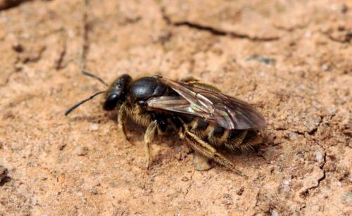Réf. 160 649 : Lasioglossum sp.