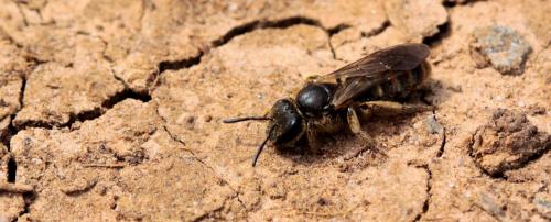 Réf. 160 650 : Lasioglossum sp.