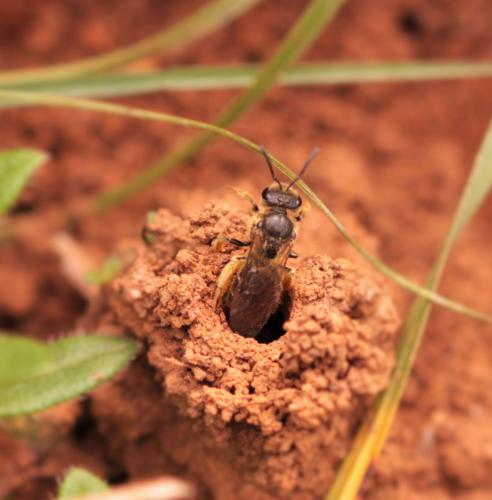 Lasioglossum sp.