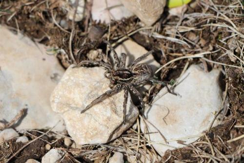Lycosa tarantula