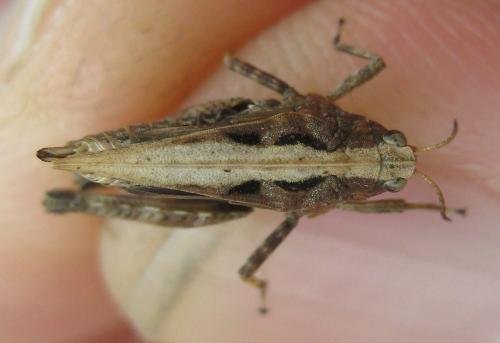 Tetrix undulata
