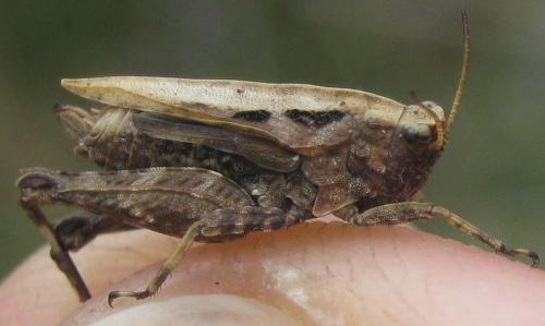 Tetrix undulata