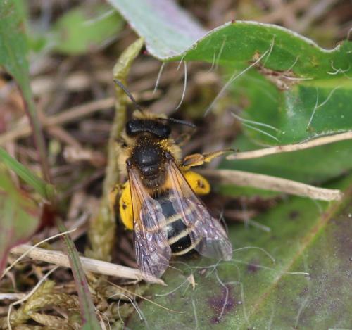 Andrena flavipes