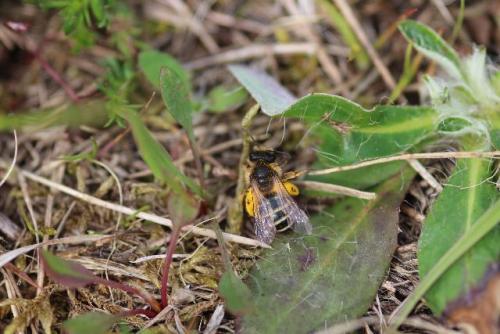 Andrena flavipes