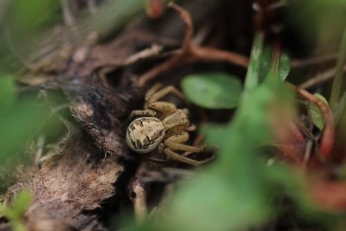Xysticus sp.
