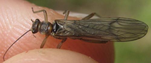 Nemoura cinerea