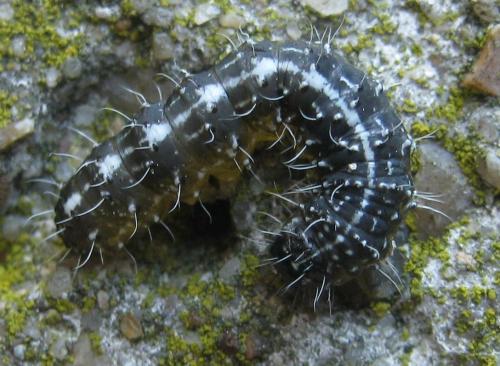 Réf. 160 829 : Nyctobrya muralis