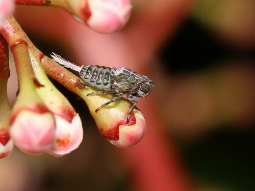 Issus coleoptratus