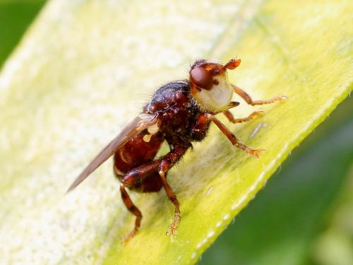 Myopa testacea