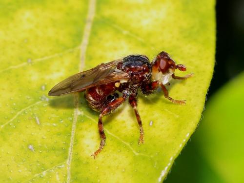 Myopa testacea