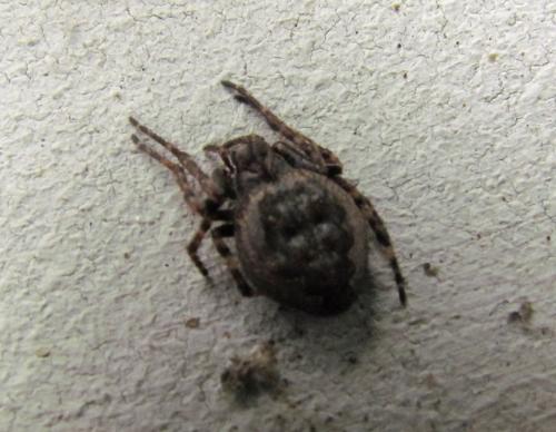 Réf. 160 566 : Nuctenea umbratica