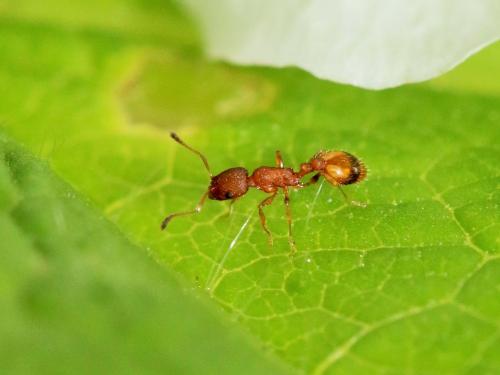 Réf. 160 948 : Temnothorax sp.