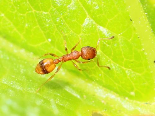 Réf. 160 949 : Temnothorax sp.