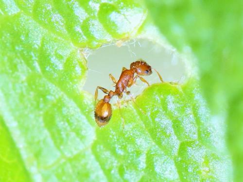 Réf. 160 951 : Temnothorax sp.