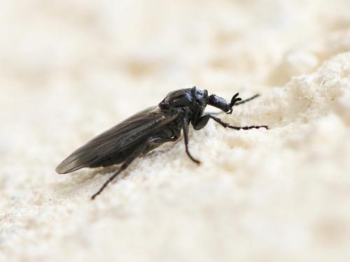 Réf. 160 954 : Dilophus febrilis