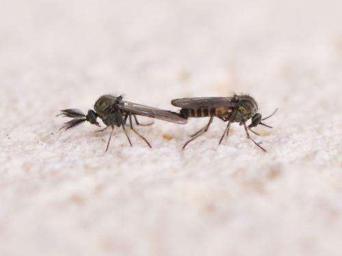 Réf. 160 960 : Dasyhelea sp.