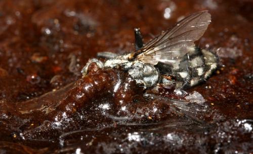 Réf. 160 148 : Odontomyia annulata