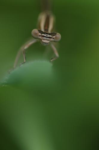Platycnemis acutipennis