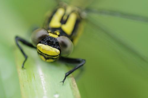 Gomphus vulgatissimus