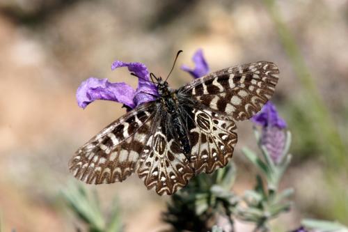 Réf. 160 280 : Zerynthia polyxena