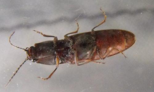 Réf. 160 447 : Athous haemorrhoidalis