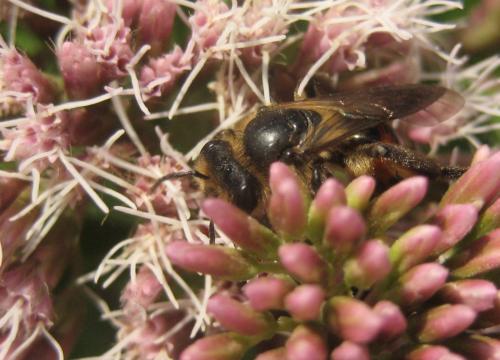 Andrena rosae