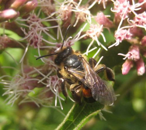 Andrena rosae