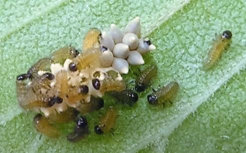 Réf. 160 906 : Xanthogaleruca luteola