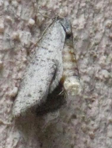 Penestoglossa dardoinella