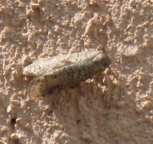 Penestoglossa dardoinella