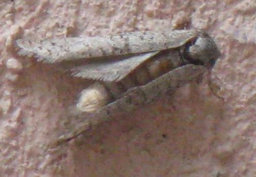 Penestoglossa dardoinella