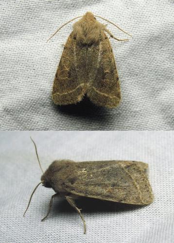 Orthosia cerasi