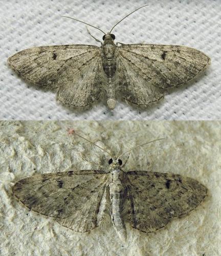 Réf. 160 625 : Eupithecia virgaureata