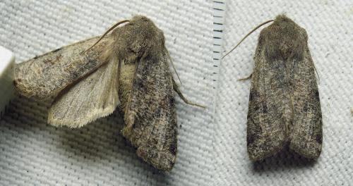 Réf. 160 634 : Orthosia incerta
