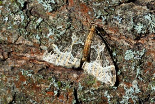Ecliptopera silaceata