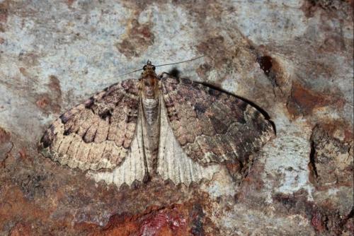 Réf. 160 412 : Triphosa dubitata