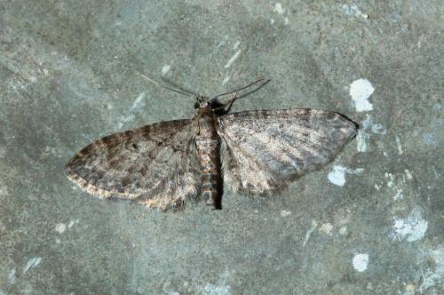 Eupithecia sp.