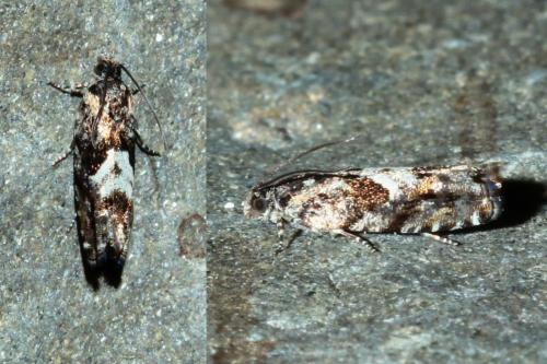Réf. 160 534 : Pammene argyrana