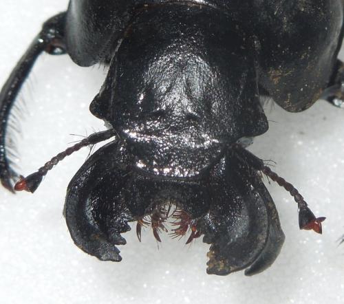 Réf. 160 362 : Lethrus halkidikiensis
